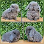 Koppeltje raszuivere minilop hangoor dwerg konijntjes, Dieren en Toebehoren, Meerdere dieren, Dwerg, Hangoor, 0 tot 2 jaar