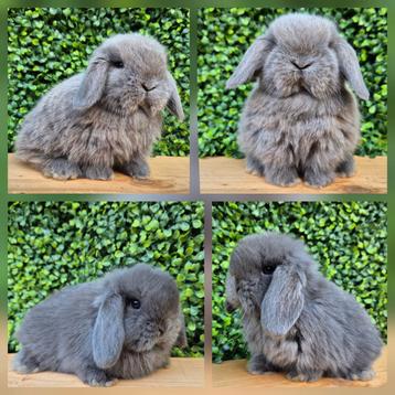 Koppeltje raszuivere minilop hangoor dwerg konijntjes  beschikbaar voor biedingen