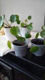 Pilea splash, Huis en Inrichting, Kamerplanten, Ophalen of Verzenden, Overige soorten, Minder dan 100 cm