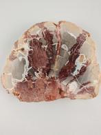 Versteend hout, Verzamelen, Mineralen en Fossielen, Ophalen of Verzenden, Mineraal