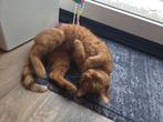 Rode kater zoekt nieuw huisje, Dieren en Toebehoren, Kater, Gechipt, 3 tot 5 jaar
