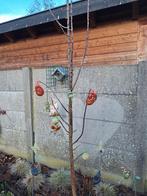 Appelboom., Ophalen, Appelboom, Lente