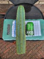 Trichocereus pachanoi (San Pedro Cactus), Volle zon, Vaste plant, Zomer, Ophalen