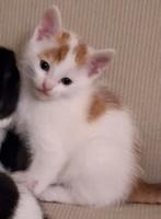 Prachtige Speelse Kittens, Dieren en Toebehoren, Katten en Kittens | Raskatten | Korthaar, Meerdere dieren