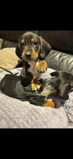 Super mooie kaninchen x dwerg teckel pups, Parvo, 8 tot 15 weken, Korthaar, Dwerg