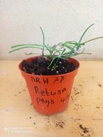 hoya retusa potmaat 8.5 nummer h77, Ophalen of Verzenden, Halfschaduw, Minder dan 100 cm