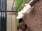 Twee witten kippen en haan € 15 voor allen drie, Dieren en Toebehoren, Meerdere dieren