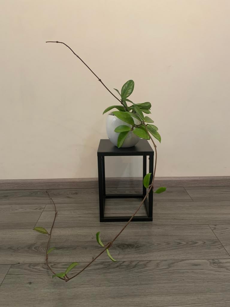 Kamerplant, Huis en Inrichting, Kamerplanten, Ophalen of Verzenden, Halfschaduw, Minder dan 100 cm