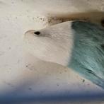 Opaline blauw/dilute pop, Dieren en Toebehoren, Vogels | Parkieten en Papegaaien, Vrouwelijk, Dwergpapegaai of Agapornis, Geringd