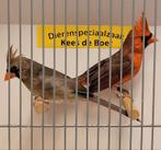 Koppel rode kardinalen, Dieren en Toebehoren, Meerdere dieren, Geringd