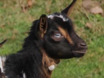 dwergbokje  GEZOCHT MET BLAUWE OOGJES  beschikbaar voor biedingen