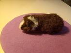 Us Teddy Beer 4 weken, Dieren en Toebehoren, Knaagdieren, Cavia, Mannelijk, Juli, Tam