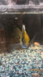 aquarium vis, Dieren en Toebehoren, Vis