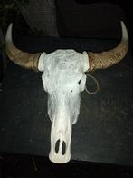 Schedel stier, Ophalen of Verzenden, Zo goed als nieuw