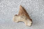 Palaeocarcharodon orientallis, Ophalen of Verzenden, Fossiel