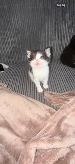 Ragdollx kittens, Dieren en Toebehoren, Katten en Kittens | Overige Katten, Meerdere dieren