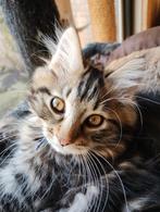 Kurillian Bobtail katertje zoekt liefdevol tehuis, Dieren en Toebehoren, Katten en Kittens | Raskatten | Langhaar, 0 tot 2 jaar