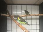 Koppel meyer papegaaien, Dieren en Toebehoren, Vogels | Parkieten en Papegaaien, Meerdere dieren, Papegaai
