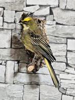 Taxidermie opgezette vogel groene kardinaal volierevogel, Ophalen of Verzenden, Nieuw, Vogel, Opgezet dier