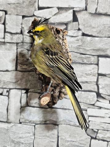 Taxidermie opgezette vogel groene kardinaal volierevogel beschikbaar voor biedingen