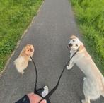 Een liefdevol huis voor twee honden, Dieren en Toebehoren, 1 tot 2 jaar, Meerdere, Nederland, Particulier