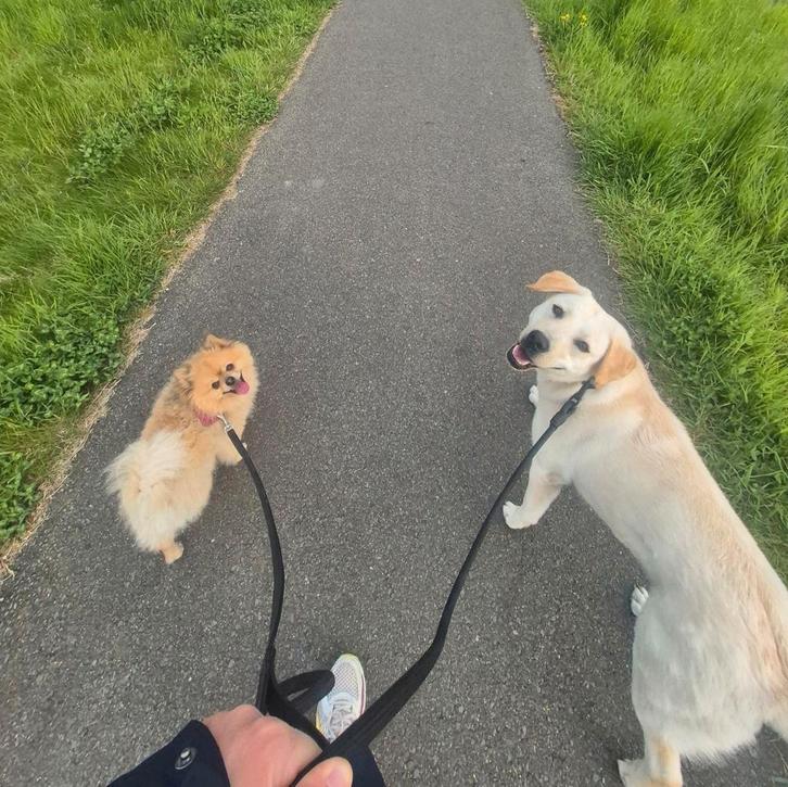 Een liefdevol huis voor twee honden, Dieren en Toebehoren, Honden | Chihuahua's en Gezelschapshonden, Reu, Overige rassen, Particulier