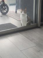 Europese korthaar 2 jaar. Gratis, Dieren en Toebehoren, Poes, Kortharig, 0 tot 2 jaar