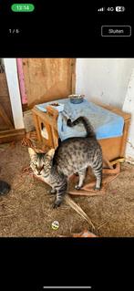 Oscar, Dieren en Toebehoren, Kater