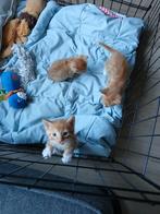 Kittens, Dieren en Toebehoren