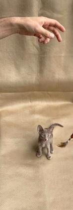Nieuwe kittens geboren op 22 Mei, Oosters korthaar kittens, Dieren en Toebehoren, Katten en Kittens | Raskatten | Korthaar, Meerdere dieren