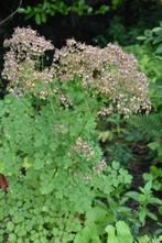 Vaste plant, ruit, Ophalen, Bodembedekkers, Vaste plant, Halfschaduw