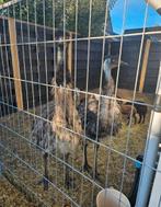 3 leuke emoes, Dieren en Toebehoren, Overige Dieren, April, Meerdere dieren