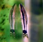 Dwerg algeneter, Dieren en Toebehoren, Vis