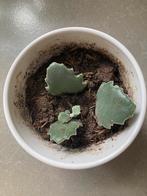 Kalanchoë beharensis stekjes te koop, Ophalen of Verzenden, Overige soorten, Minder dan 100 cm