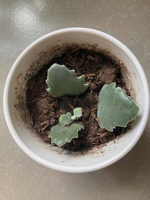 Kalanchoë beharensis stekjes te koop, Huis en Inrichting, Kamerplanten, Overige soorten, Minder dan 100 cm, Ophalen of Verzenden