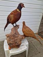 Koppel Fazanten op natuur hout in perfecte staat+meer vogel., Ophalen of Verzenden, Zo goed als nieuw, Vogel, Opgezet dier