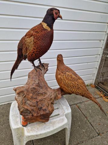 Koppel Fazanten op natuur hout in perfecte staat+meer vogel. beschikbaar voor biedingen