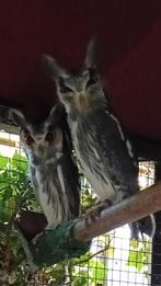 Twee Witwangdergooruil, Dieren en Toebehoren, Meerdere dieren, Roofvogel