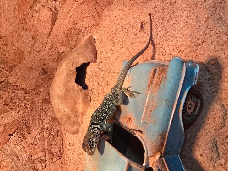 Koppeltje halsbandleguaanen blue, Dieren en Toebehoren, Reptielen en Amfibieën, Hagedis, 0 tot 2 jaar