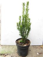 Verschillende soorten Taxus (baccata en media). P9 planten., Ophalen of Verzenden, Bloeit niet, Overige soorten, Volle zon