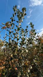 Osmanthus heterophyllus groenblijvende heester, Tuin en Terras, Planten | Struiken en Hagen, Ophalen of Verzenden, Overige soorten