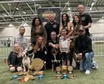 Old english bulldog pups, Dieren en Toebehoren, Honden | Bulldogs, Pinschers en Molossers, Bulldog, Meerdere, Meerdere dieren