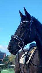 HB Showtime Jubileum maat Full ZGAN te koop, Ophalen of Verzenden, Zo goed als nieuw, Dressuur