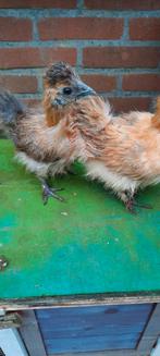 Zijdehoentjes koppel haantje en hennetje beschikbaar, Dieren en Toebehoren, Pluimvee, Meerdere dieren, Kip