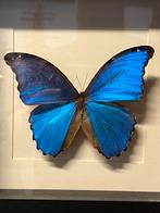 Grote Morpho in vitrine / lijst vlinder, Ophalen of Verzenden, Zo goed als nieuw, Insect, Opgezet dier