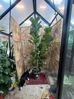 Ficus Lyrata – XXL 220cm