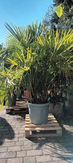 Trachycarpus Fortunei Palm - Winterhard, Bloeit niet, 100 tot 250 cm, Palmboom, Ophalen