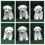 Pups Bichon Frisé, Dieren en Toebehoren, Honden | Chihuahua's en Gezelschapshonden, 8 tot 15 weken, Eén hond, Nederland, Particulier