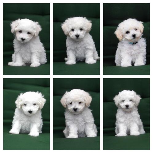 Pups  van Bichon Frisé officiele  stamboom(FCI), Dieren en Toebehoren, Honden | Chihuahua's en Gezelschapshonden, Reu, Overige rassen