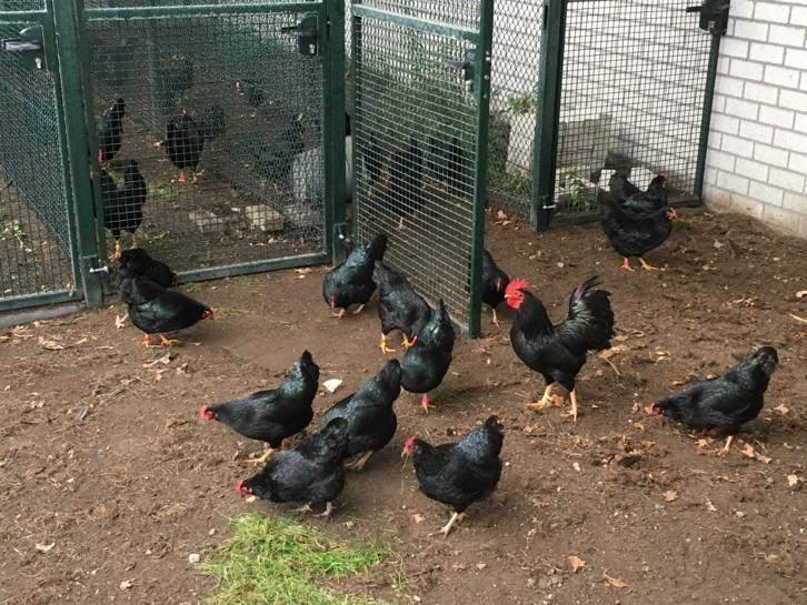 Krielkippen, Dieren en Toebehoren, Pluimvee, Kip, Vrouwelijk